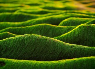 Jak długo można brać algi?
